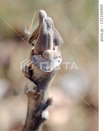 ヒツジ顔のクルミの葉痕 135168900