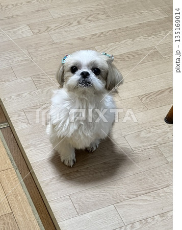 見上げる白い犬 135169014