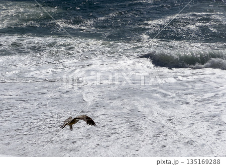 Bird seagull flying over sea. Wildlife animal with white feather wings in flight above ocean water, Bird seagull flying over sea. Wildlife animal with white feather wings in flight above ocean water, 135169288