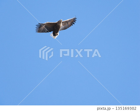 青空を飛ぶオジロワシ 135169302