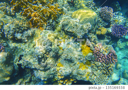 Colorful coral reef ecosystem with various corals including brain coral Diploria labyrinthiformis Colorful coral reef ecosystem with various corals including brain coral Diploria labyrinthiformis 135169338