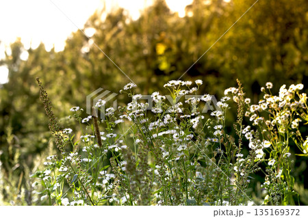 Flower meadow in summer landscape. Green field with wildflower blossom, blooming chamomile and Flower meadow in summer landscape. Green field with wildflower blossom, blooming chamomile and 135169372