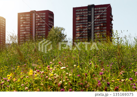 Grass in urban city landscape. Green park field with flowers and plants near modern buildings, Grass in urban city landscape. Green park field with flowers and plants near modern buildings, 135169375