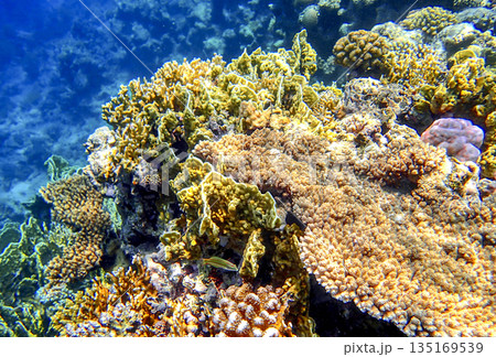 Colorful coral reef with diverse hard coral species including Acropora and Porites, forming 135169539