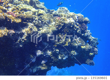 Staghorn coral Acropora, lobed coral Porites, brain coral Diploria and finger coral Porites 135169601