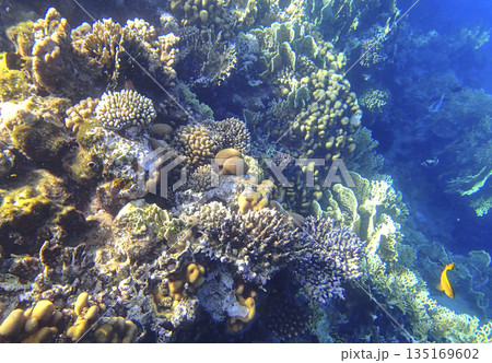 Staghorn coral Acropora, lobed coral Porites, brain coral Diploria, leaf coral Pavona and finger 135169602