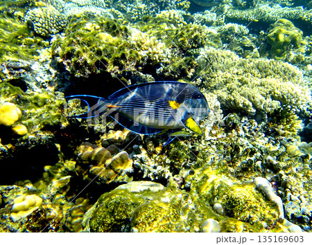 Surgeonfish swimming among corals and algae in the Red Sea. Vibrant marine life with colorful fins Surgeonfish swimming among corals and algae in the Red Sea. Vibrant marine life with colorful fins 135169603