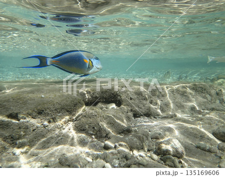 Tropical surgeonfish swimming underwater in clear turquoise sea with sun reflections on rocky seabed Tropical surgeonfish swimming underwater in clear turquoise sea with sun reflections on rocky seabed 135169606
