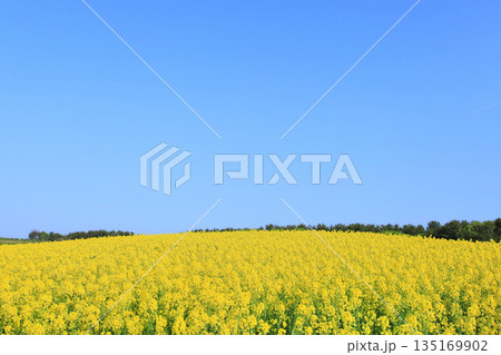 横浜町のナノハナ畑 135169902