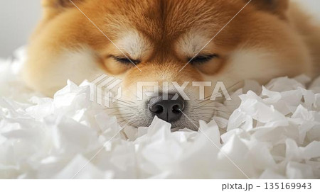 花粉症でくしゃみを連発する柴犬 135169943