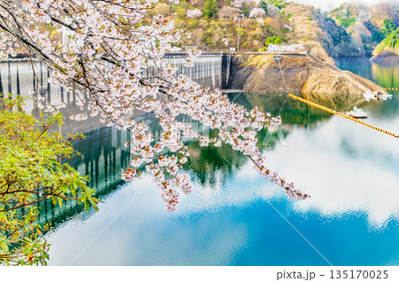 東京 奥多摩湖と湖畔の桜 東京 奥多摩湖と湖畔の桜 135170025