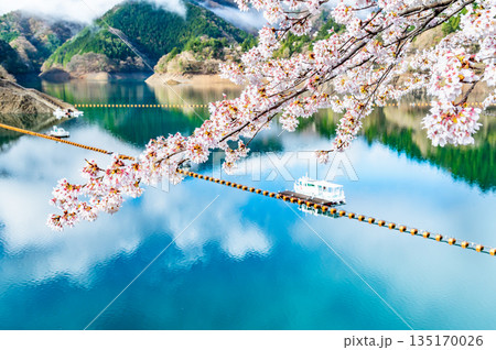 東京 奥多摩湖と湖畔の桜 135170026