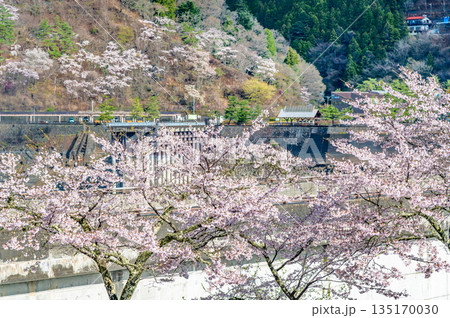 東京 奥多摩湖と湖畔の桜 東京 奥多摩湖と湖畔の桜 135170030
