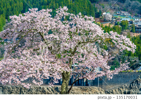 東京 奥多摩湖と湖畔の桜 135170031