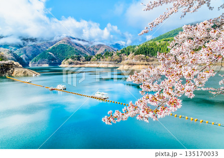 東京 奥多摩湖と湖畔の桜 135170033