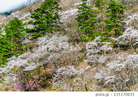 東京 奥多摩湖と湖畔の桜 135170035