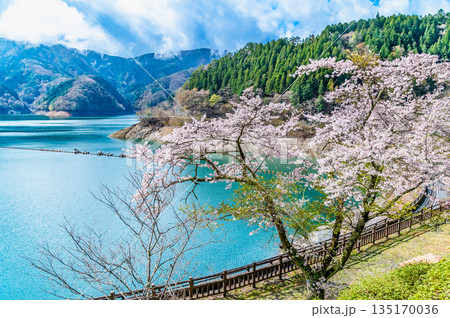 東京 奥多摩湖と湖畔の桜 135170036