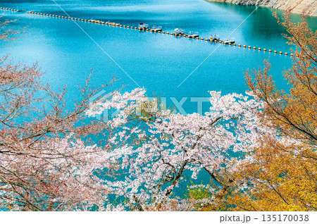 東京 奥多摩湖と湖畔の桜 135170038
