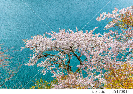 東京 奥多摩湖と湖畔の桜 135170039