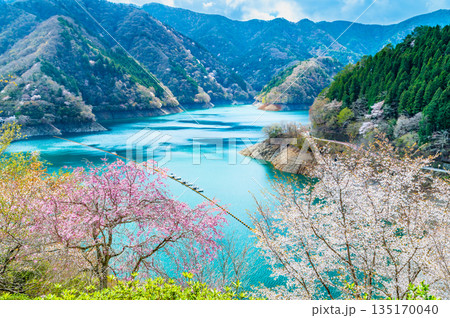 東京 奥多摩湖と湖畔の桜 東京 奥多摩湖と湖畔の桜 135170040