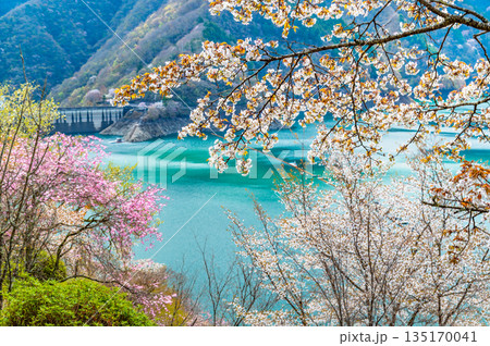 東京 奥多摩湖と湖畔の桜 東京 奥多摩湖と湖畔の桜 135170041