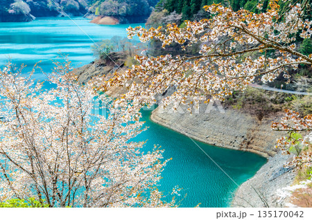 東京 奥多摩湖と湖畔の桜 東京 奥多摩湖と湖畔の桜 135170042
