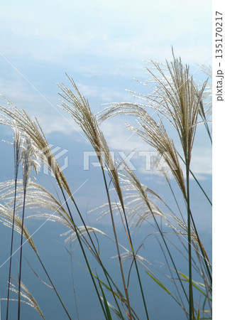 小春日和の静かな水辺 135170217