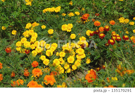 秋の日差しに照らされて咲く花 秋の日差しに照らされて咲く花 135170291