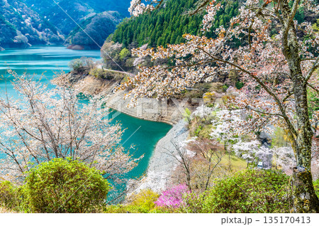 東京 奥多摩湖と湖畔の桜 135170413