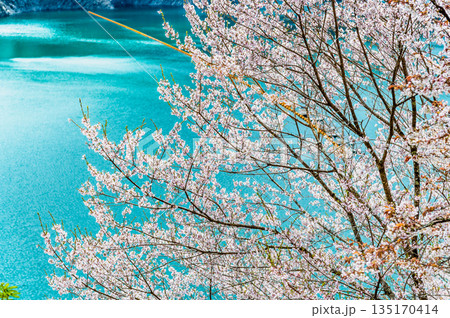 東京 奥多摩湖と湖畔の桜 135170414