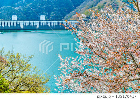東京 奥多摩湖と湖畔の桜 135170417