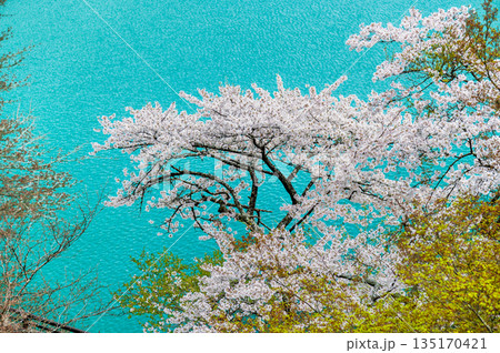 東京 奥多摩湖と湖畔の桜 135170421