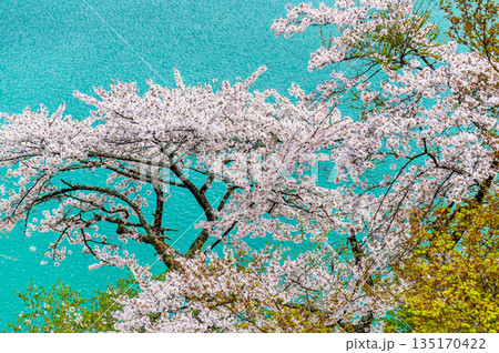東京 奥多摩湖と湖畔の桜 東京 奥多摩湖と湖畔の桜 135170422