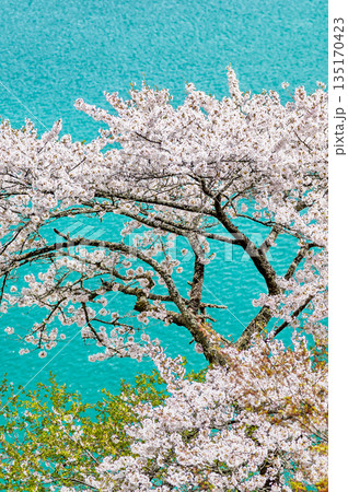 東京 奥多摩湖と湖畔の桜 135170423