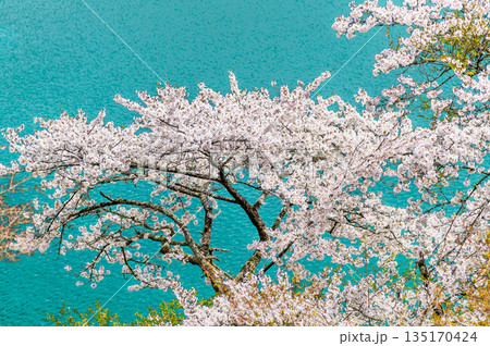 東京 奥多摩湖と湖畔の桜 135170424