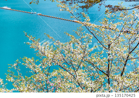 東京 奥多摩湖と湖畔の桜 135170425