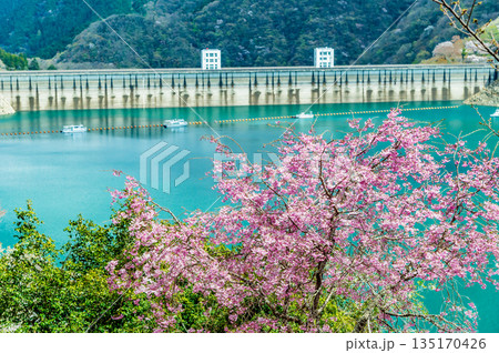 東京 奥多摩湖と湖畔の桜 135170426