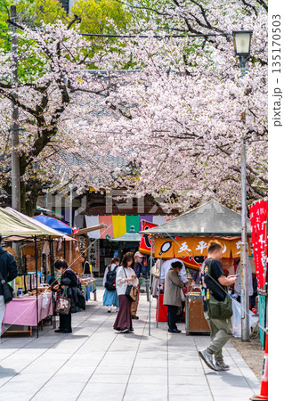 【埼玉県】満開の桜が綺麗な川越の蓮馨寺 【埼玉県】満開の桜が綺麗な川越の蓮馨寺 135170503