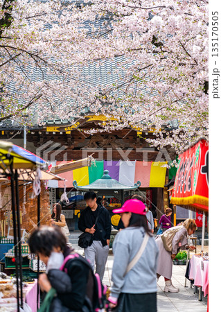 【埼玉県】満開の桜が綺麗な川越の蓮馨寺 【埼玉県】満開の桜が綺麗な川越の蓮馨寺 135170505
