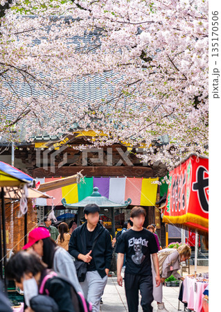 【埼玉県】満開の桜が綺麗な川越の蓮馨寺 135170506