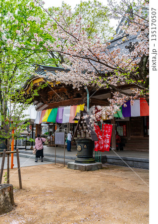 【埼玉県】満開の桜が綺麗な川越の蓮馨寺 【埼玉県】満開の桜が綺麗な川越の蓮馨寺 135170507