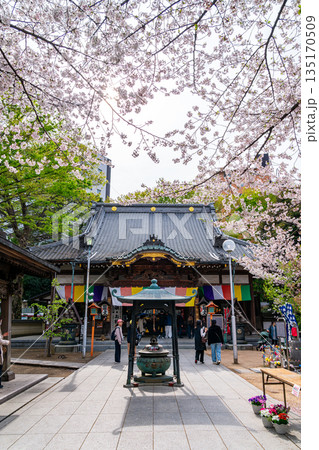 【埼玉県】満開の桜が綺麗な川越の蓮馨寺 【埼玉県】満開の桜が綺麗な川越の蓮馨寺 135170509