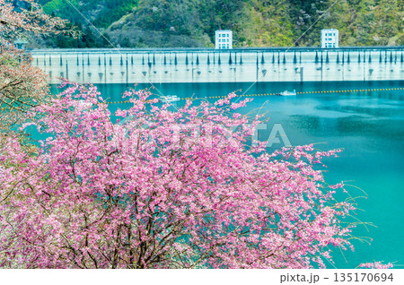 東京 奥多摩湖と湖畔の桜 東京 奥多摩湖と湖畔の桜 135170694