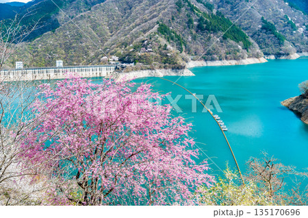 東京 奥多摩湖と湖畔の桜 東京 奥多摩湖と湖畔の桜 135170696