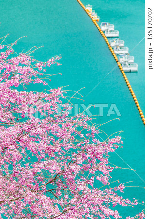 東京 奥多摩湖と湖畔の桜 135170702