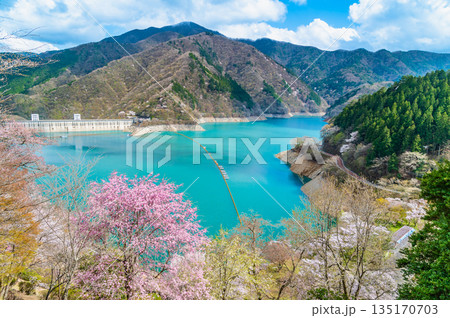東京 奥多摩湖と湖畔の桜 135170703