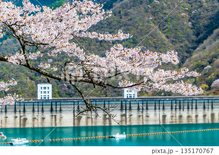 東京 奥多摩湖と湖畔の桜 135170767