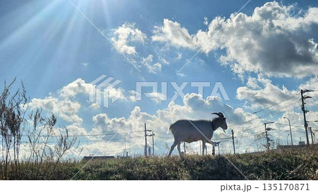 国近川の山羊 国近川の山羊 135170871