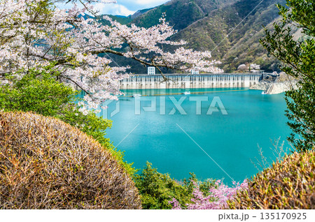 東京 奥多摩湖と湖畔の桜 東京 奥多摩湖と湖畔の桜 135170925