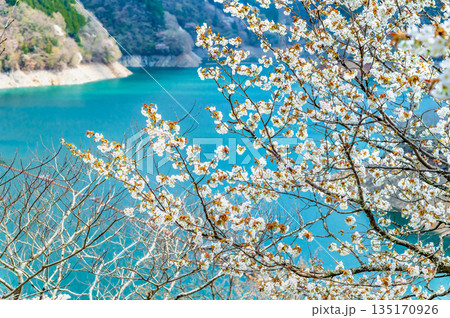 東京 奥多摩湖と湖畔の桜 135170926